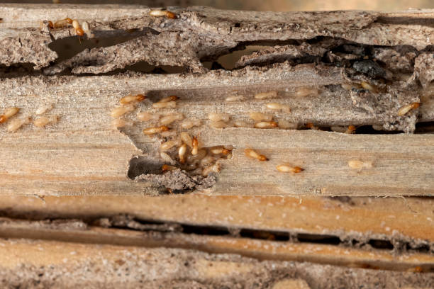 Best Wildlife Control Services  in Philadelphia, MS